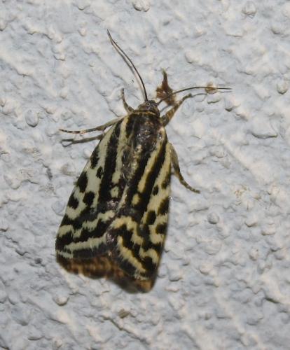 Réf. 210 923 : Acontia trabealis